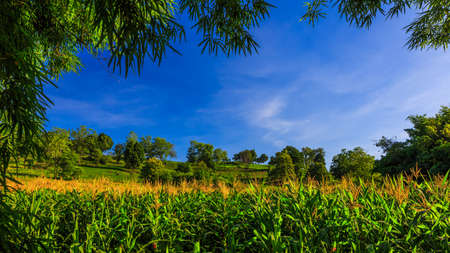 Cornfield and tree on hill in rural Phetchabun city, Thailandの写真素材