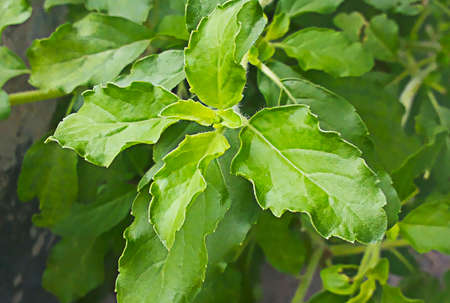 Fresh Basil Outdoors
