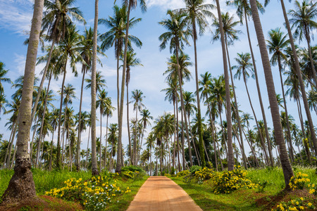 Coconut tree at Koh Mak, Trat Thailandの写真素材