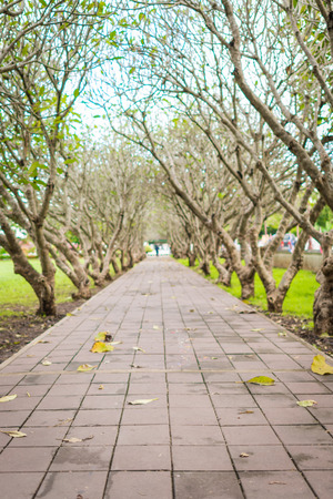 Soft focus of walk way under Lelawadee tree at Nan province, Thailand. It looks lonely.の写真素材