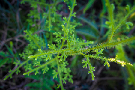 Phukradueng National Park : Thailandの写真素材