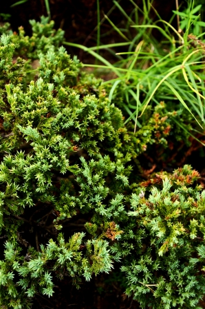 grass background closeup