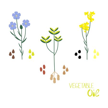 A set of vegetable oils of different types. Flat vector illustration of linenseed, colza, peanut oil.のイラスト素材