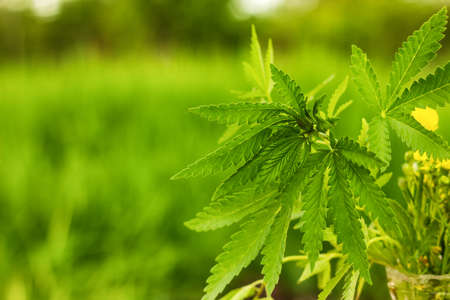 bush marijuana on blurred background. bush cannabis at sunset.の写真素材