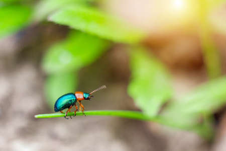 little green beetle leaf-Eating buckwheat crawling.の写真素材