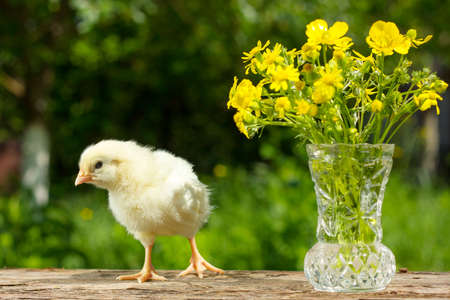 Cute yellow chick posing in funny on a natural green background , a bouquet of flowers spring Sunny day.の写真素材