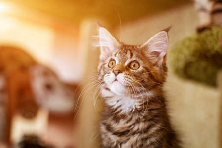 Portrait of a Cute kitten of the Maine Coon breed.の写真素材