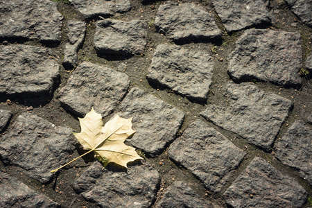 Maple leaf on a background of stone paving slabs.