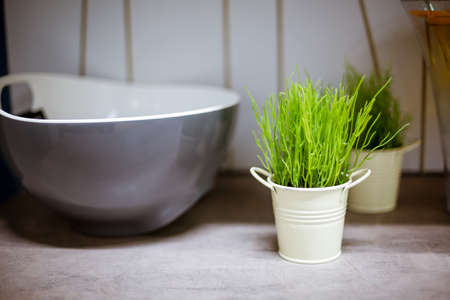 Potted grass decor in the kitchen.の写真素材
