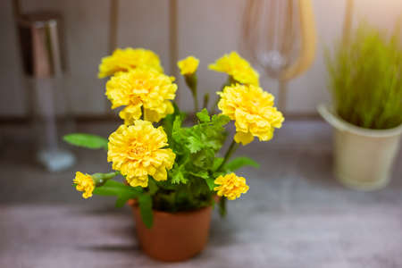 Yellow flower in a pot blooms in the kitchen.の写真素材