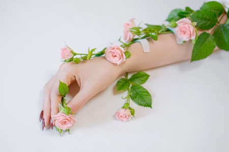 A beautiful thin female hand lies with rose flowers on a white background. The concept of healthy...