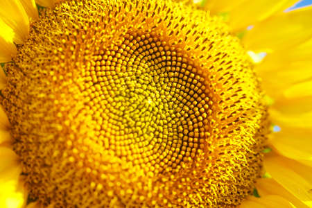 Bright yellow sunflower flower close-up in a field on a summer day, beautiful natural Wallpaper . Soft focusの写真素材