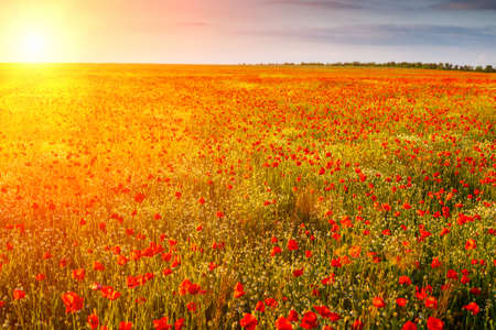 field of poppies in the sun at sunsetの写真素材