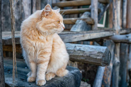 beautiful ginger cat looking to the sideの写真素材