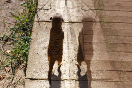 a meerkat stands on its hind legs on a Sunny dayの写真素材