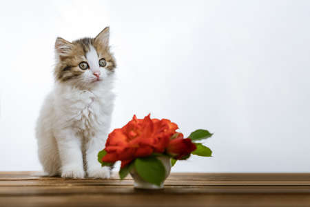 cute kitten and a bouquet of flowers on a wooden backgroundの写真素材