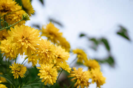 beautiful yellow fresh flowers close up growの写真素材