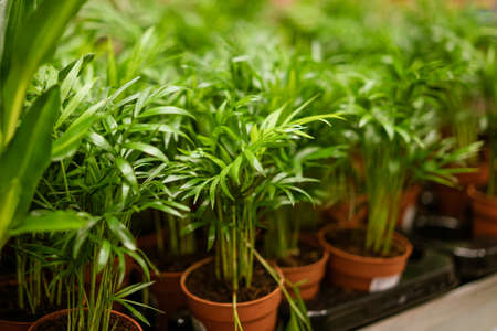 homemade green flowers in pots on a shelf in a flower shop, indoor plan with soft focus
