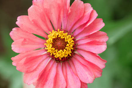 blooming, pink zinnia flower close-up on a background of greenery in daylight in the garden