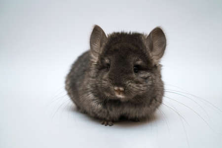Black cute chinchilla on a white background. Furry petの写真素材
