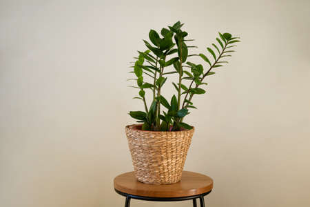 houseplant with green leaves in a straw flowerpot against the background of a light wallの写真素材
