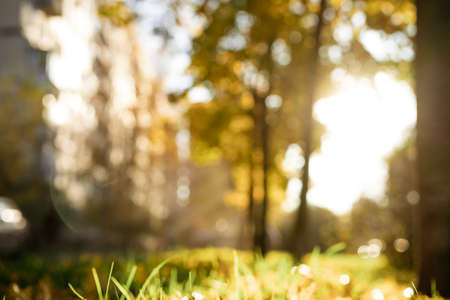 autumn park in the rays of the sun, fallen yellow leaves on the grass, soft focus