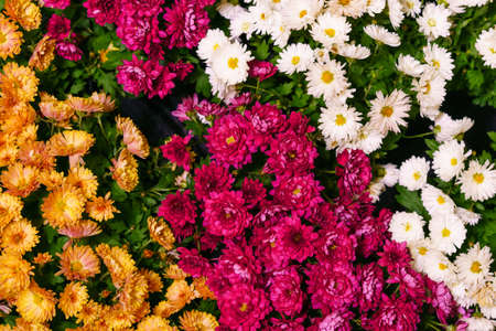 Beautiful wallpaper of different colors of chrysanthemum. Nature autumn floral background....