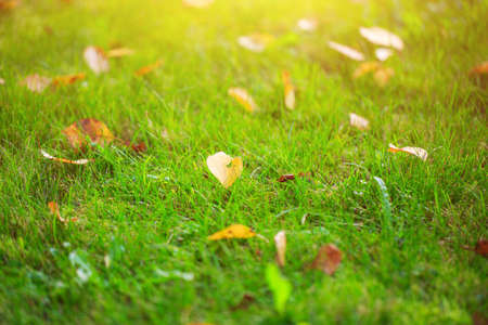 Autumn grass with fallen yellow leaves in sunset light. Autumn leaves on green grass in sunlight....