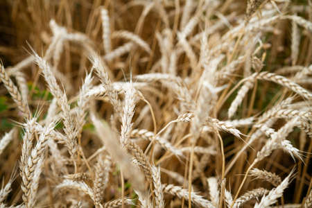 yellow wheat field beautiful spikelets close up, soft focus