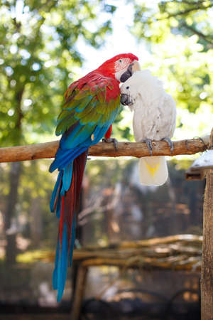 two large exotic parrots of bright color are sitting on a thick branch against the background of...