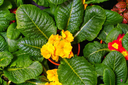 Yellow primrose in a pot, close-up with green leaves, top view. Bright spring flowers as a giftの写真素材