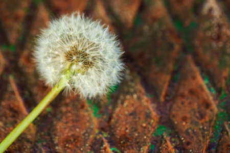Dandelion fluff white flower on iron rusty textured background close up selective focus with place for inscriptionの写真素材
