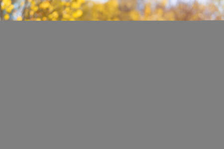 Happy woman in autumn season relax. Brunette girl lying and smiling at autumn golden leaves in the park. Calm and peace concept. Caucasian woman in knitted sweater on fallen leaves on a sunny dayの写真素材