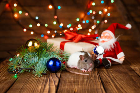 Cute pet rat in new years decor. Cute rat is sitting santa claus toy, next to it are boxes with gifts and new year decorations on wooden background, multicolored garland is shining, selective focusの写真素材