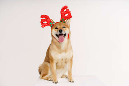 Cute funny dog in red deer antlers posing in studio on light background. Concept for christmas and new year holidays and discounts. High quality photoの写真素材