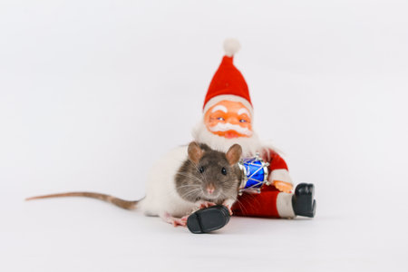 Christmas rat the symbol of new year with toy santa claus. Year of rat. Chinese new year rat on a white background. Christmas card templateの写真素材