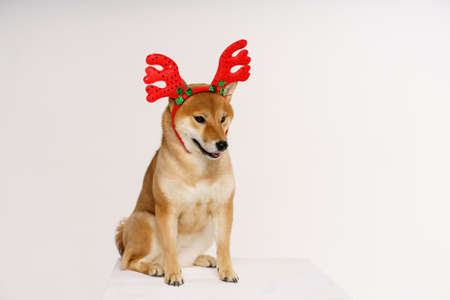 New year and christmas concept with dog wearing red deer antlers headband on solid light backgroundの写真素材