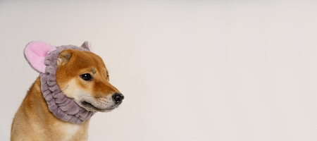 Cute funny dog with cat ears bandage as dog disguised as cat on light background looks to the side with copy space. High quality photoの写真素材