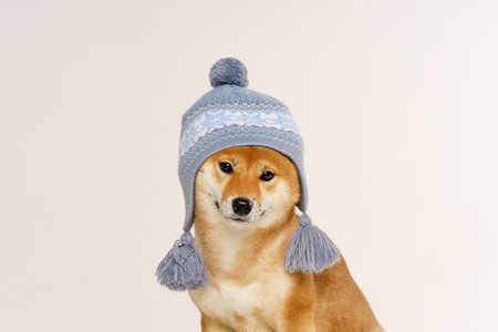 Funny studio portrait of cute smiling dog in warm knitted clothes with blue hat, on light...