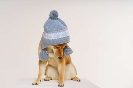 Funny studio portrait of cute smiling dog in warm knitted clothes with blue hat, on light...