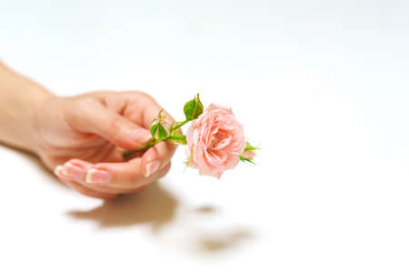 Womens fashion hands with natural cosmetics, pink roses beautiful flowers leaves and thorns hand care. Valentines day girl hand studio shot white background. The bud of virginity innocence.の写真素材