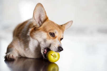 A cute corgi dog gnaws green apple while lying on floor against the backdrop of a house window. The pet is very fond of fruits. Animal and vitaminsの写真素材