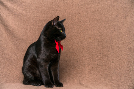 Stylish black cat in a red bow around his neck lies on a beige rag background and looks away with big yellow eyesの写真素材