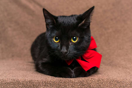 Stylish black cat in a red bow around his neck lies on a beige rag background and looks away with big yellow eyesの写真素材