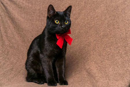 Stylish black cat in a red bow around his neck lies on a beige rag background and looks away with big yellow eyesの写真素材