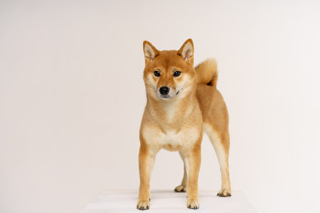 Purebred akita inu puppy posing on light background. Shiba inu is a red-haired japanese dog. Happy pet.の写真素材
