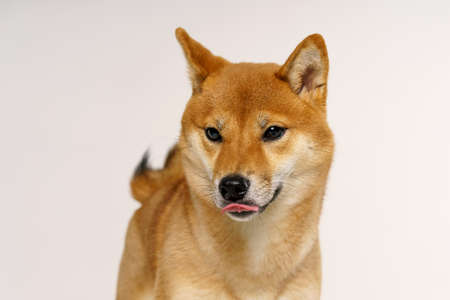 Portrait of cute and happy shiba inu dog on light background. Red-haired japanese dog smiling while standing in studioの写真素材
