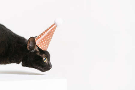 A beautiful young black cat looks out, wearing a birthday hat. I look to side sniffing. Isolated over white background.の写真素材