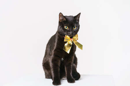 Black cat with gold bow isolated on white background. Cute pet posing in the studio. Festive moodの写真素材