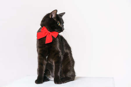 Black cat with a red bow on the neck posing in studio on a white background. Beautiful cat looks with big yellow eyesの写真素材